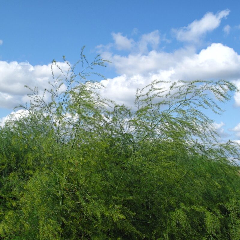 5 Asparagus Plants - Asparagus Officinalis Plants - Spring Vegetable Plants - Zone 2 To 9 - Image 3