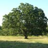 Dwarf Chinkapin Oak Tree - Oak Tree Live Plant From 1 To 2 Shrub Plant - Zone 4 To 9 - Outdoor Garden Tree