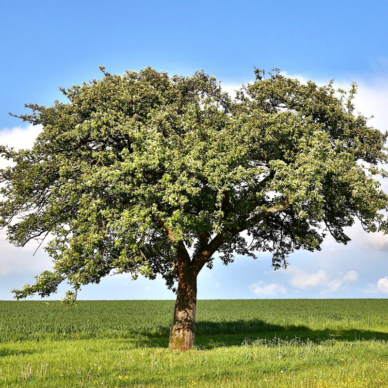 Dwarf Chinkapin Oak Tree - Rooted Plant 2 Feet Height - Chinkapin Chestnut Quercus Muehlenbergii - Outdoor Tree - Image 5