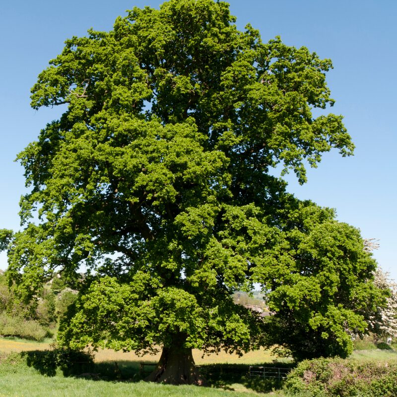 Dwarf Chinkapin Oak Tree - Rooted Plant 2 Feet Height - Chinkapin Chestnut Quercus Muehlenbergii - Outdoor Tree - Image 3