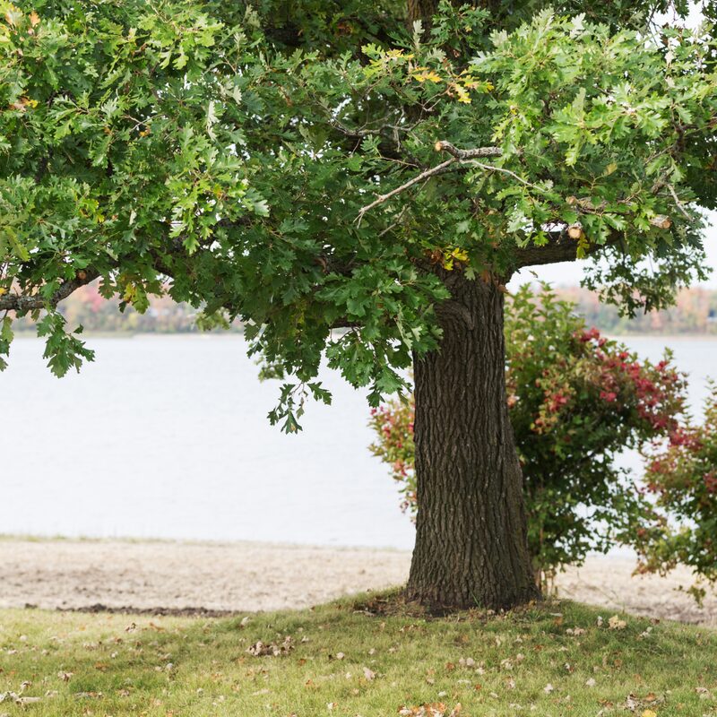 Dwarf Chinkapin Oak Tree - Rooted Plant 2 Feet Height - Chinkapin Chestnut Quercus Muehlenbergii - Outdoor Tree - Image 4