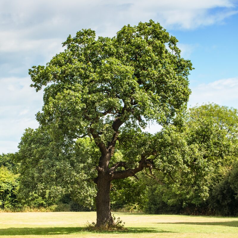 Dwarf Chinkapin Oak Tree - Rooted Plant 2 Feet Height - Chinkapin Chestnut Quercus Muehlenbergii - Outdoor Tree - Image 2