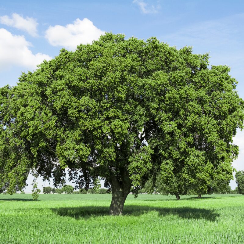 Dwarf Chinkapin Oak Tree - From 1 Feet Tall Rooted Plant - Produces Acorns at 3-4 years - Image 5