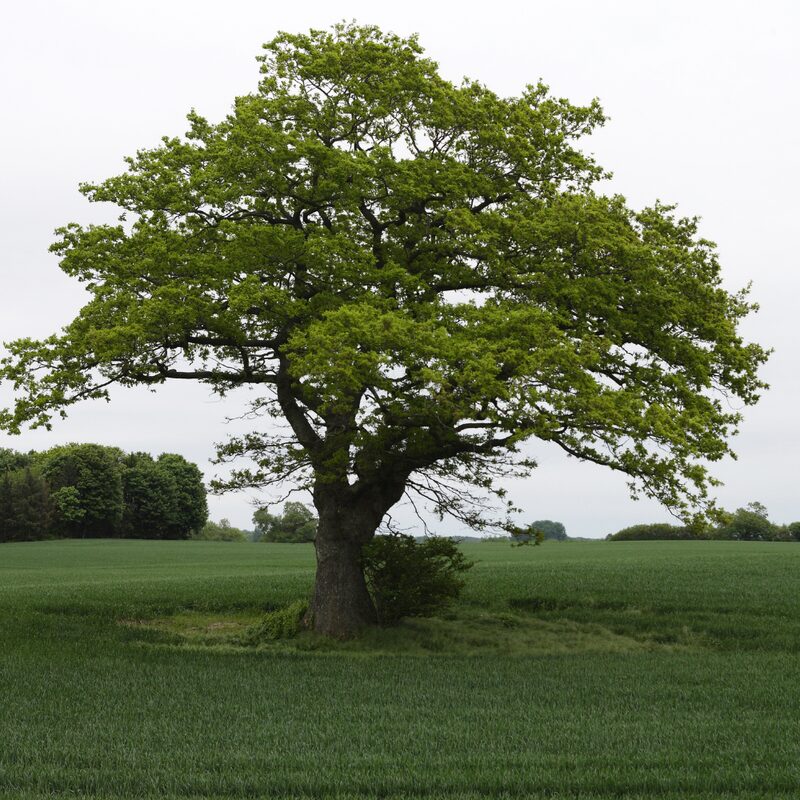 Dwarf Chinkapin Oak Tree - Rooted Plant 2 Feet Height - Chinkapin Chestnut Quercus Muehlenbergii - Outdoor Tree