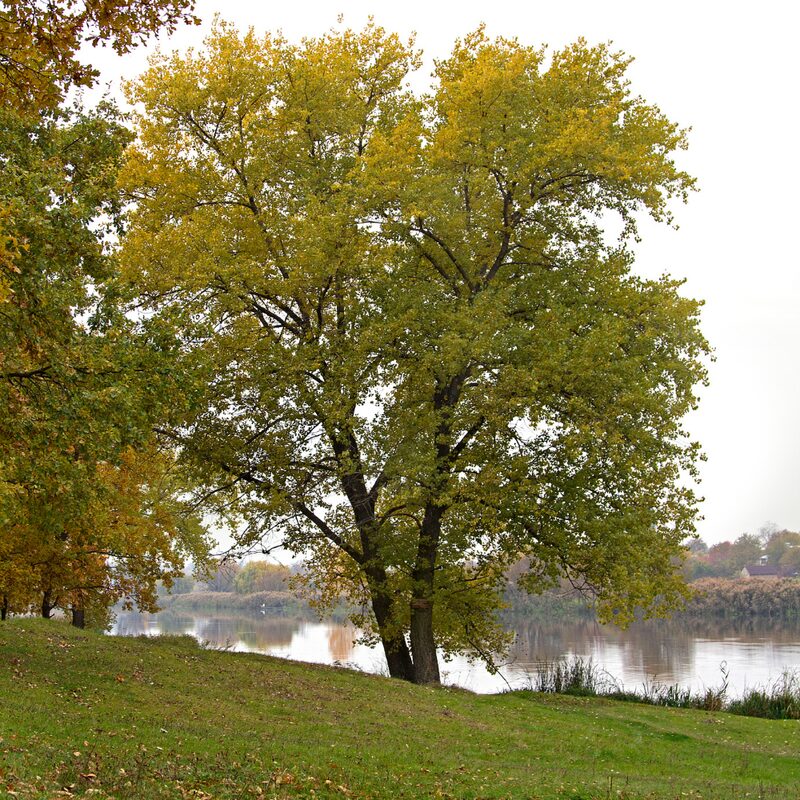 Dwarf Chinkapin Oak Tree - From 1 Feet Tall Rooted Plant - Produces Acorns at 3-4 years - Image 4