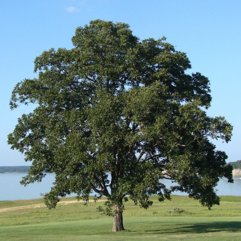 Dwarf Chinkapin Oak Tree - From 1 Feet Tall Rooted Plant - Produces Acorns at 3-4 years - Image 3
