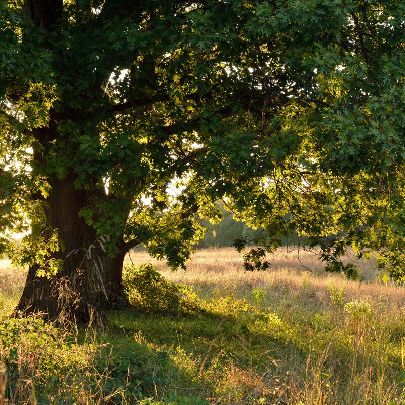 Dwarf Chinkapin Oak Tree