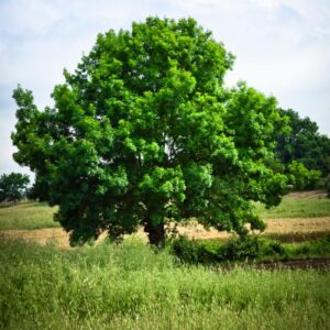 Alternative view of Dwarf Chinkapin Oak Tree - 1 To 2 Feet Height Bareroot - Deciduous Tree - Sweetest Tasting Acorns