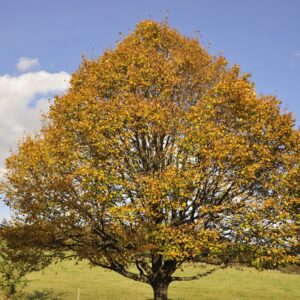 Dwarf Chinkapin Oak Tree - 1 To 2 Feet Height Bareroot - Deciduous Tree - Sweetest Tasting Acorns