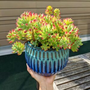 Alternative view of Sedum Green Jelly Beans Plant, Sedum Pachyphyllum Rose - 4 Inches Pot - Live Succulents Plant Indoor House Plant