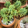 Sedum Green Jelly Beans Plant, Sedum Pachyphyllum Rose - 4 Inches Pot - Live Succulents Plant Indoor House Plant