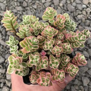 Sedum Two-row Stonecrop Plant, Dragon's Blood, Sedum Spurium Plant - 4 Inches Pot - Live Succulents Plant Indoor House Plant