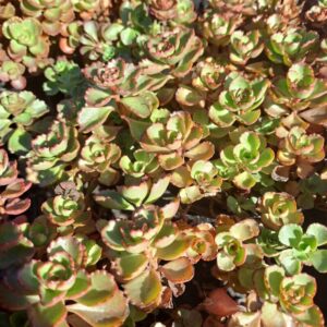 Alternative view of Sedum Two-row Stonecrop Plant, Dragon's Blood, Sedum Spurium Plant - 4 Inches Pot - Live Succulents Plant Indoor House Plant