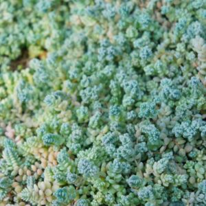 Alternative view of Sedum Dasyphyllum Major Plant, Sedum Major Plant - 4 Inches Pot - Rare Succulent Plant