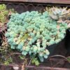 Sedum Dasyphyllum Major Plant, Sedum Major Plant - 4 Inches Pot - Rare Succulent Plant