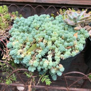 Sedum Dasyphyllum Major Plant, Sedum Major Plant - 4 Inches Pot - Rare Succulent Plant