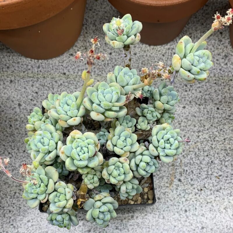 Sedum Clavatum Plant, Tiscalatengo Gorge Plant - 4 Inches Pot - Floral Succulent, Rock Garden Plant - Image 4