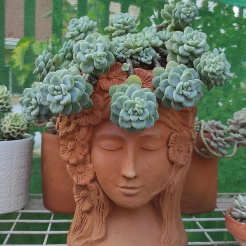 Sedum Clavatum Plant, Tiscalatengo Gorge Plant - 4 Inches Pot - Floral Succulent, Rock Garden Plant - Image 2