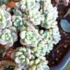 Sedum Clavatum Plant, Tiscalatengo Gorge Plant - 4 Inches Pot - Floral Succulent, Rock Garden Plant
