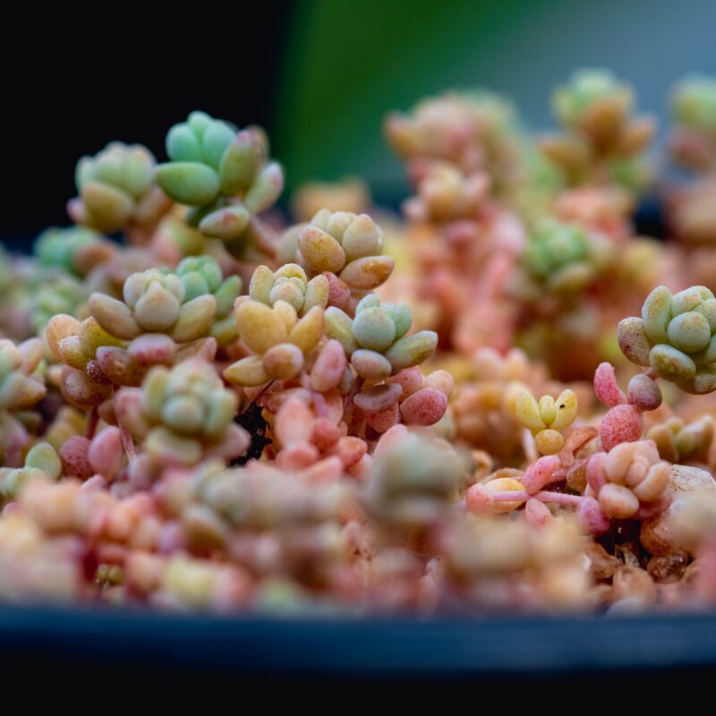 Sedum Minor Plant - 4 Inches Pot - Live Succulents Plant Indoor House Plant - Image 4