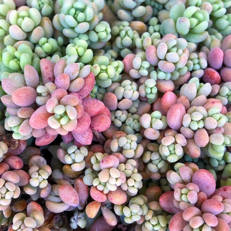 Sedum Minor Plant - 4 Inches Pot - Live Succulents Plant Indoor House Plant - Image 5