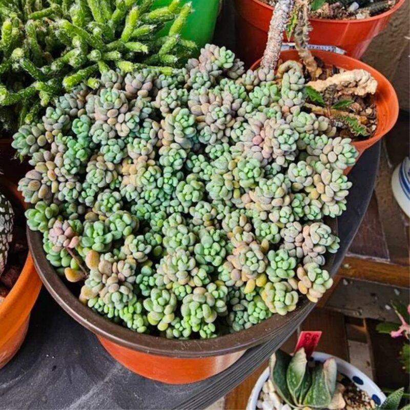 Sedum Minor Plant - 4 Inches Pot - Live Succulents Plant Indoor House Plant - Image 3