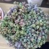 Sedum Minor Plant - 4 Inches Pot - Live Succulents Plant Indoor House Plant