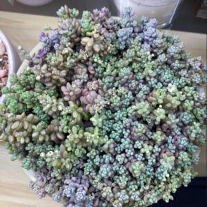 Sedum Minor Plant - 4 Inches Pot - Live Succulents Plant Indoor House Plant