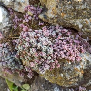 Alternative view of Sedum Minor Plant - 4 Inches Pot - Live Succulents Plant Indoor House Plant