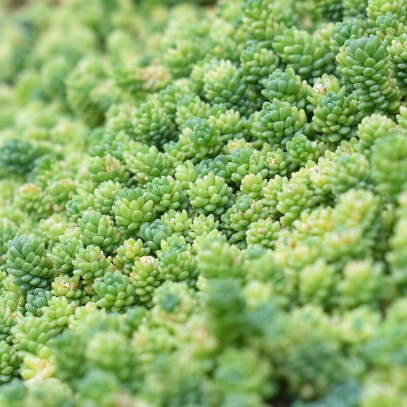 Sedum Burrito, Donkey's Tail Succulent Plant - 4 Inches Pot - Live Succulents Plant Indoor House Plant - Image 5