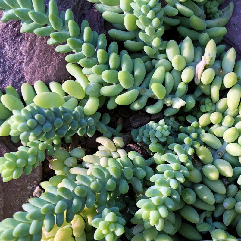 Sedum Burrito, Donkey's Tail Succulent Plant - 4 Inches Pot - Live Succulents Plant Indoor House Plant - Image 4