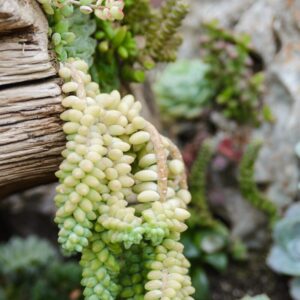 Alternative view of Sedum Burrito, Donkey's Tail Succulent Plant - 4 Inches Pot - Live Succulents Plant Indoor House Plant