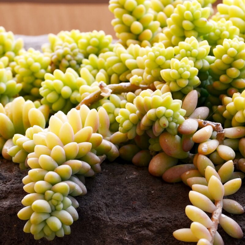 Sedum Burrito, Donkey's Tail Succulent Plant - 4 Inches Pot - Live Succulents Plant Indoor House Plant - Image 3