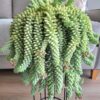 Sedum Burrito, Donkey's Tail Succulent Plant - 4 Inches Pot - Live Succulents Plant Indoor House Plant