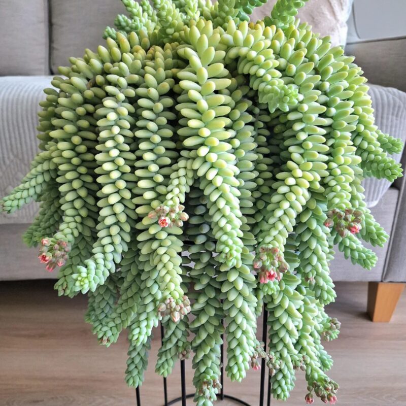 Sedum Burrito, Donkey's Tail Succulent Plant - 4 Inches Pot - Live Succulents Plant Indoor House Plant