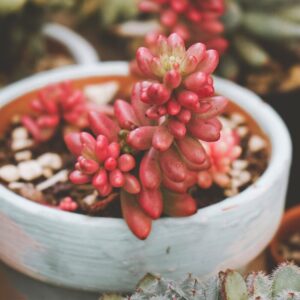 Alternative view of Sedum Rubrotinctum Plant Jelly Bean Plant - 4 Inches Pot - Live Succulents Plant Indoor House Plant