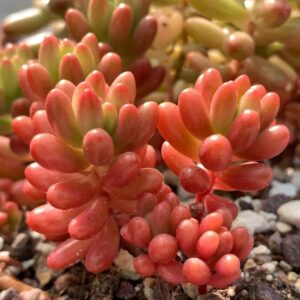 Sedum Rubrotinctum Plant Jelly Bean Plant - 4 Inches Pot - Live Succulents Plant Indoor House Plant