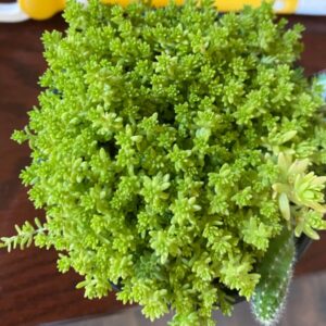 Alternative view of Sedum Yellow Stonecrop Plant - 4 Inches Pot - Rare Succulent - Live Succulents Plant Indoor House Plant