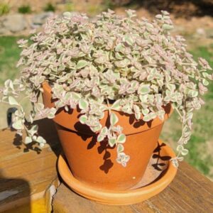 Little Missy Sedum Plant - 4 Inches Pot - Variegated Succulent, Trailing Plant - Stonecrop Ground Cover Plant