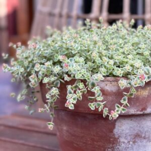 Alternative view of Little Missy Sedum Plant - 4 Inches Pot - Variegated Succulent, Trailing Plant - Stonecrop Ground Cover Plant