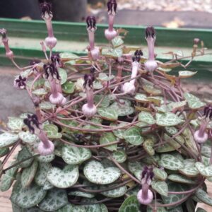 Alternative view of Ceropegia Woodii Silver Glory String Of Hearts Succulents Plants