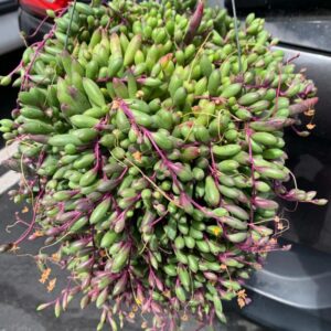 Alternative view of String Of Rubies Succulents Plants