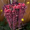 String Of Rubies Succulents Plants