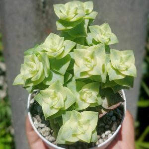 Variegated String Of Buttons Succulents Plants