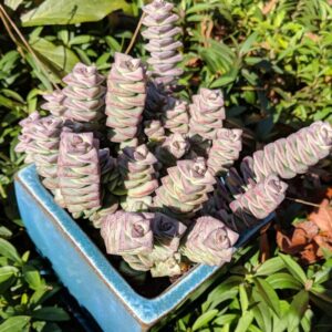 Alternative view of Variegated String Of Buttons Succulents Plants
