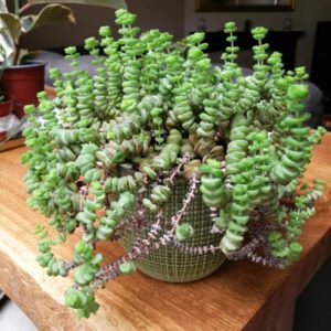 Alternative view of String Of Buttons Succulents Plants