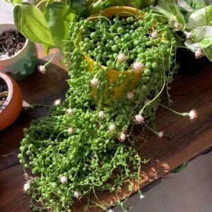 Alternative view of String Of Pearls Succulents Plants