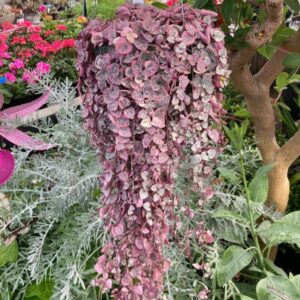 Alternative view of Variegated String Of Hearts Succulents Plants