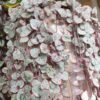 Variegated String Of Hearts Succulents Plants