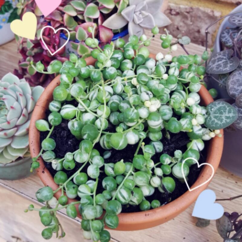 Variegated String Of Pearls Succulents Plants - Image 4